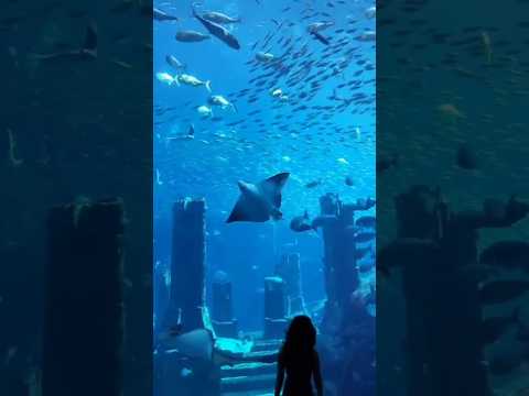 Lost chambers#Shorts# Dubai #aquarium#underwater