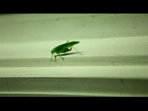 Katydid and Spider
