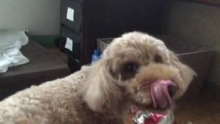 なかむらあび2017042201
