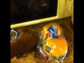 Best Vine 