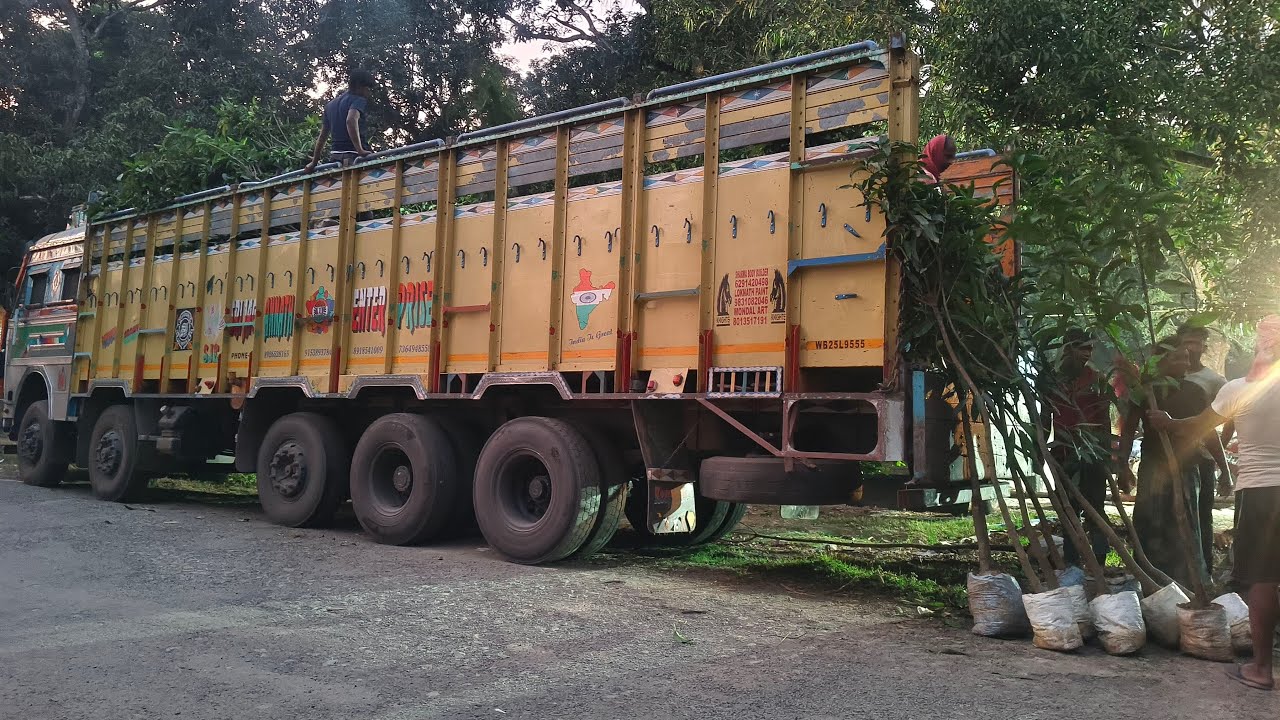 🔴 Live NEW IMRAN NURSERY today big size mango plant loading truck