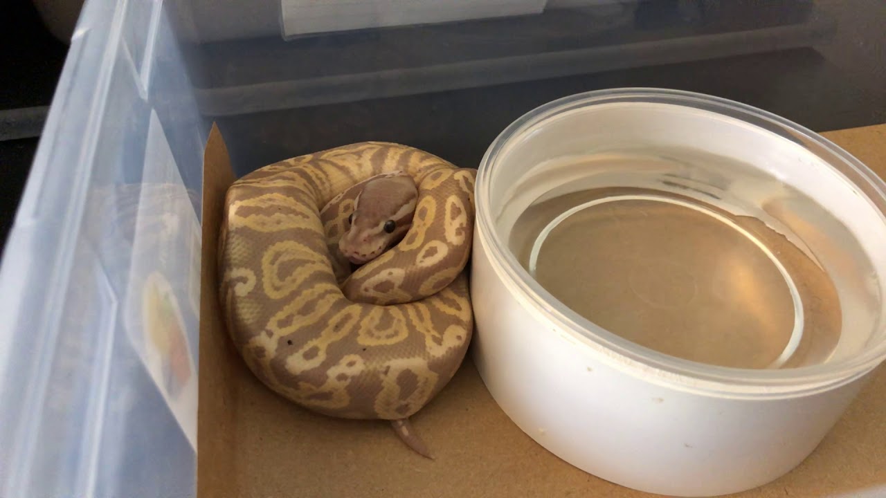 pythons for sale Power House Males available