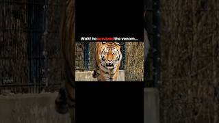 Who will win the fight between a snake and a tiger? #youtube #viral #shorts
