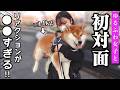 【初対面の反応は..?】20歳、ゆるふわ女子に興奮しまくる柴犬こまちゃんの反応が可愛すぎした…🥹「なにしてるの?」
