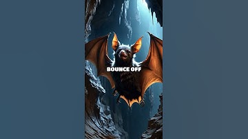 The Secret Behind Bat Navigation