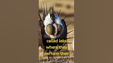 Greater Sage-Grouse Sport Nature