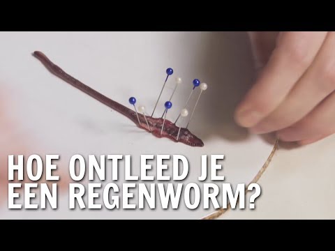 Hoe ontleed je een regenworm? | De Buitendienst over de Regenworm