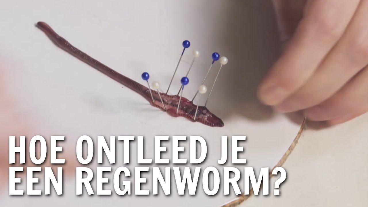 Hoe ontleed je een regenworm? | De Buitendienst over de Regenworm - YouTube