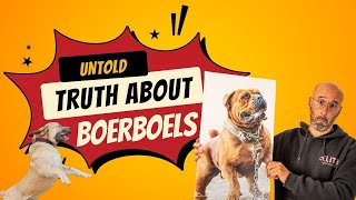 The Untold Truth About BOERBOELS: What Breeders WON´T TELL YOU!