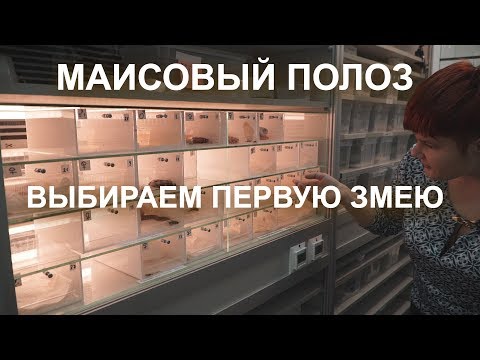 Маисовый полоз. Выбираем первую змею.