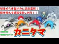 分解方法も解説!激熱ガチャのカニタマが凄い!!