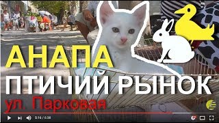 АНАПА 🌞 ПТИЧИЙ РЫНОК 🐤 🐶 🐱 (рядом с Восточным), 12 августа 2017 года. АНАПА 🌞 ПТИЧИЙ РЫНОК 🐤 🐶 🐱 (рядом с Восточным), 12 августа 2017 года.