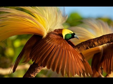 Greater Bird-of-Paradise