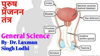 Male Reproductive System | पुरुष प्रजनन तंत्र |