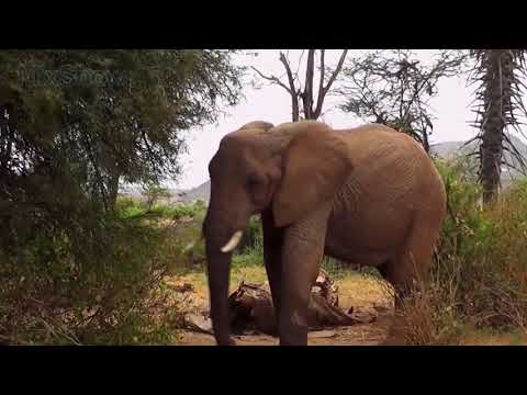 Video: Poacher šliapol K Smrti Slonom, Ktorý Zjedol Levy