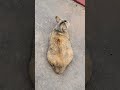 What is this 🤣🥰 #cat #shortvideo #cutecat #animallife