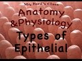 Epithelial Tissue Quiz