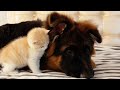 From the moment she met the german shepherd the kitten fell in love with him