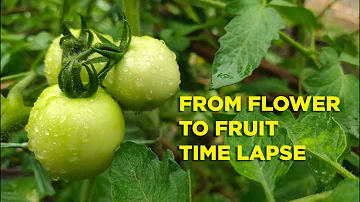Jak dlouho trvá, než květy rajčat začnou plodit?