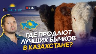 Где купить Акбасов в Казахстане? Цены на скот, объем предложения и рынок КРС