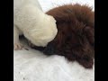 Щенок алабая в пасти у бурого медведя)) щенок питомника «Олимпик Стар»