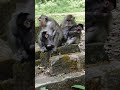 So Cute Baby Monkey Daily