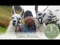 Llama dramas in the lake district with alpacaly ever after