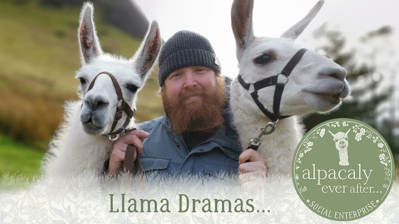 llama Dramas in The Lake District with Alpacaly Ever After...