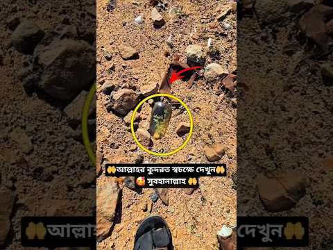 উত্তপ্ত বালিতে বোতলের ভেতর সতেজ গাছ। #ইসলামিক #সৃষ্টিকর্তা #অদ্ভুত  #আল্লাহ #mdzahiradil #shorts