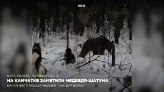На Камчатке заметили медведя-шатуна На Камчатке заметили медведя-шатуна