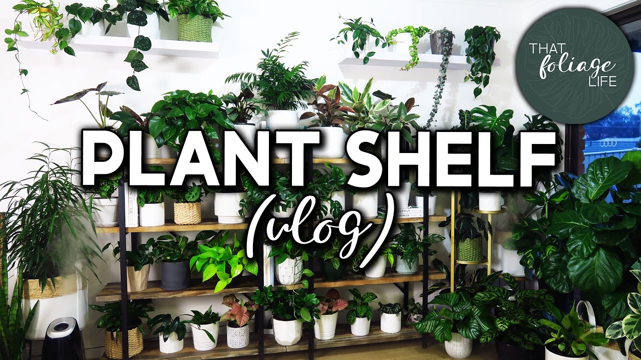 Rearranging my plant wall shelf for the winter (VLOG)