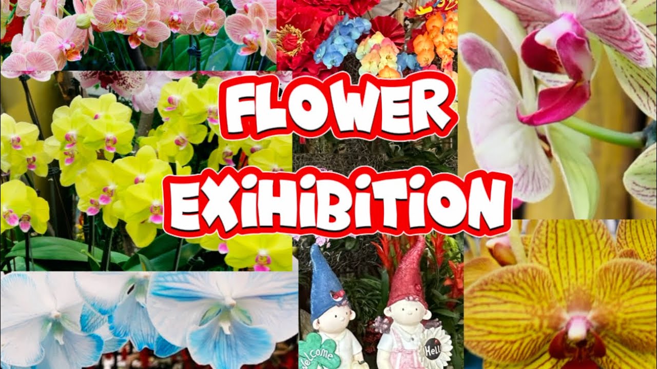 Flowers Exhibition flowers amazing orchid beautiful explore 