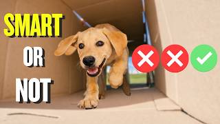 Only Smart Dogs Can Pass These 3 Challenges…