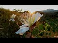 Солнечная Долина. Каперсы цветут на закате жаркого дня в Крыму