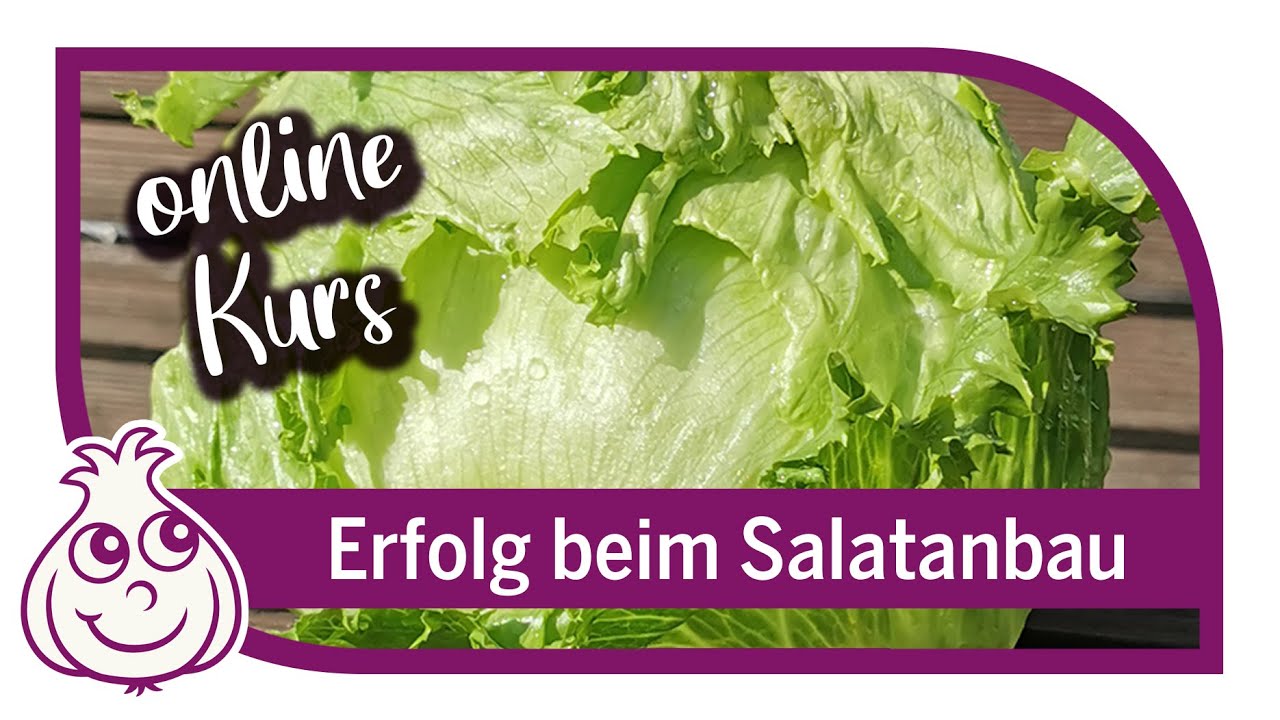 Salate erfolgreich anbauen - Gemüseanbau Online Kurs Teil 1