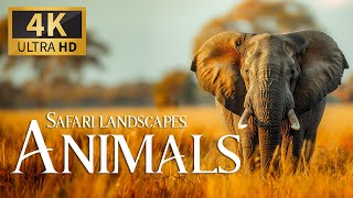 Safari Animals Landscapes 4K 🐾 Discovery Relaxation Amazing Film With Soothing Relaxing Piano Music
