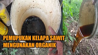 HOW TO FERTILIZE PALM OIL USING EM4 LIQUID ORGANIC FERTILIZER POC