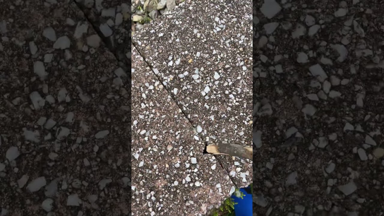 Backyard imagination