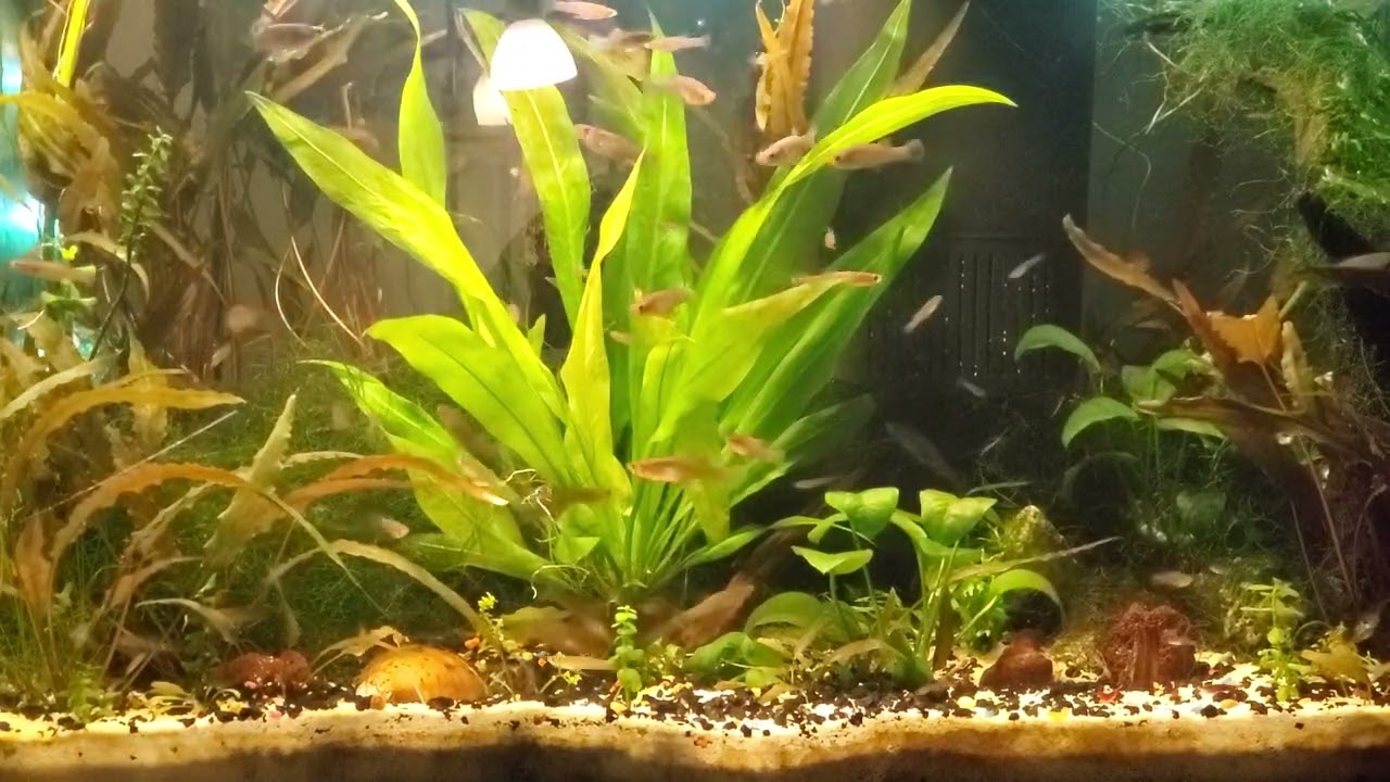 Live Bearer Mosquitofish