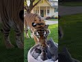 The mother cat screamed in shock, why? #tiger #animals #wildlife#butifyoucloseyoureyes #funny
