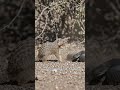 King Cobra vs Mongoose 😱 Ultimate Survival Clash!#SnakeVsMongoose #CobraVsMongoose #WildlifeBattle