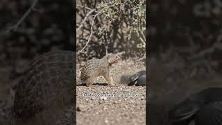 King Cobra vs Mongoose 😱 Ultimate Survival Clash!#SnakeVsMongoose #CobraVsMongoose #WildlifeBattle