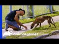 Malnourished Dog is Saved From the Streets | Pit Bulls & Parolees