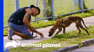 Malnourished Dog is Saved From the Streets | Pit Bulls & Parolees