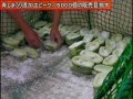 青しまうり加工ピーク(2014.06.25)