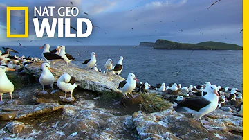 The Enduring Love of the Albatross | Wild Argentina