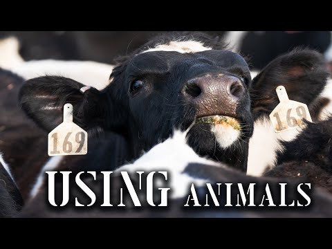 Using Animals