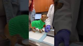 “I Wasn’t Ready For His Reaction 😂🐶”