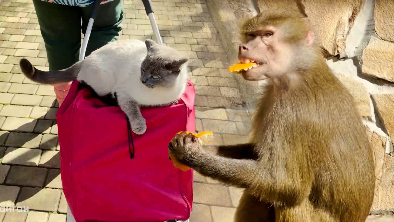 У Степана ЗУБЫ ЧЕШУТСЯ - то в Маню вгрызется, то в Люсю! Маняша кричит, а Люся не её, а его защищает