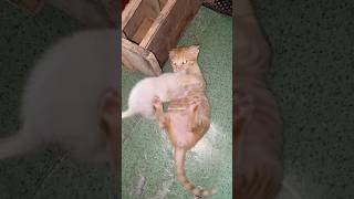 Who said only orange cats cause trouble? Looks like he met his equal. #cat #animallife #cutecat